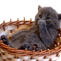 LAZY KITTY