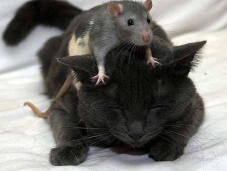 OK OK I Submit - rat, submitting, cat, wrestling