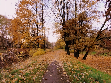 Morning in the park - park, autumn, poland, path