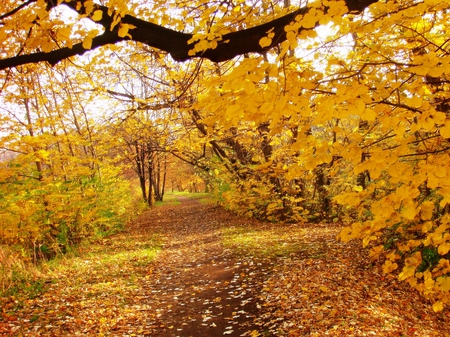 Golden Polish Autumn - path, trees, autumn, poland, park