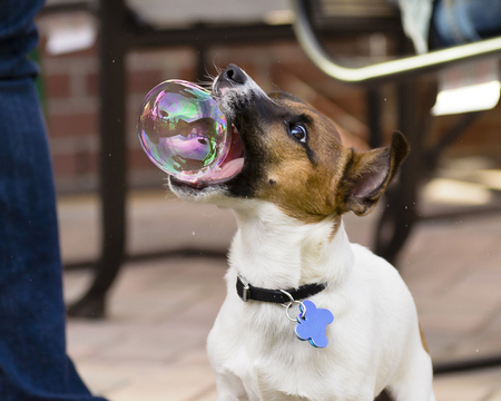 A bubble for you - catch, funny, dog, bubble