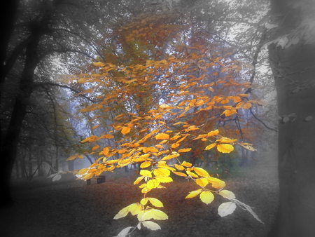 Flying branch - park, tree, autumn, branch