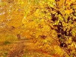 Golden Polish Autumn