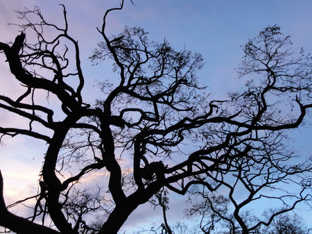 Touching the sky - morning, sky, trees, blue