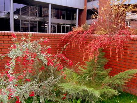 Place near my house - red, green, plants, poland, building