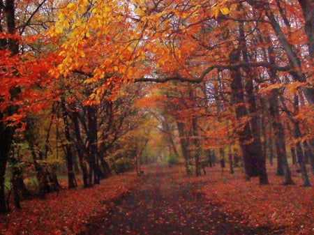 Paint it red - autumn, trees, red, park, poland, path