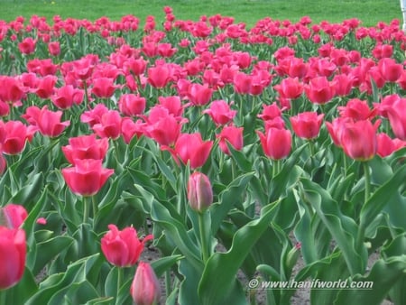 PINK TULIPS - tulips, fields, flower, pink