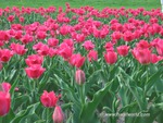 PINK TULIPS