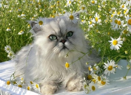 My Name is Daisy - yellow, flowers, fur, daisies, persian, grey, white, kitten, cute