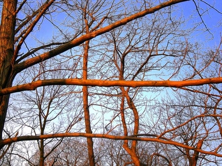 Wooden bars - wood, sky, trees, branch