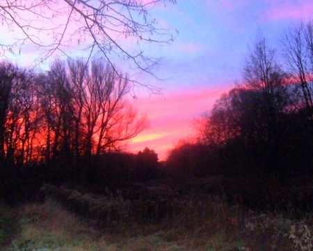 At daybreak - daybreak, dawn, trees, red