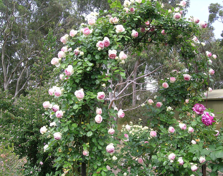 Rose Arch - garden, roses, home, arch