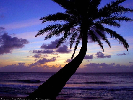 Purple Sunset - purple, beach, sunset, sea, exotic