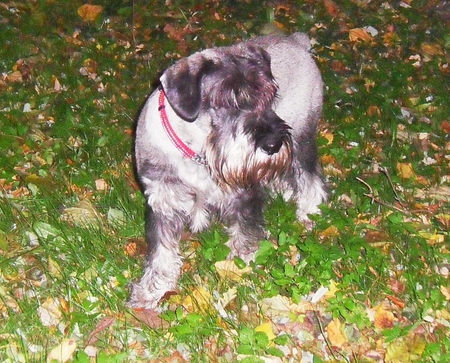 On the grass - autumn, grass, schnauzer, dog