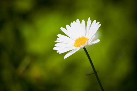 Camomile - camomile, nature, photo, flower