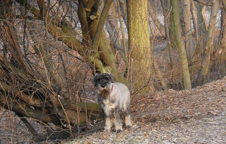 Waiting for Spring - park, early spring, schnauzer, dog