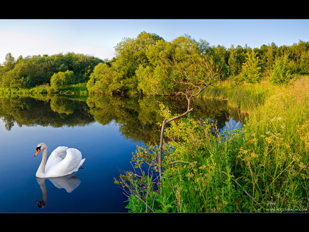 Swan Reflection for Ramya my Friend - swan, sky, lake, trees, reflection, water, animal, lovely