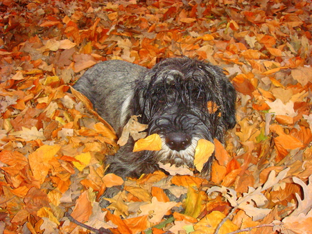 I love Autumn - leaves, autumn, schnauzer, dog