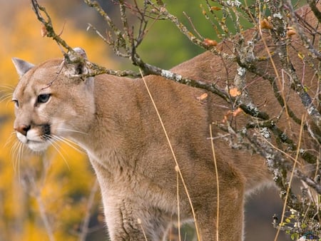 Young-puma - bigcat, puma, animal, wildcat, cougar