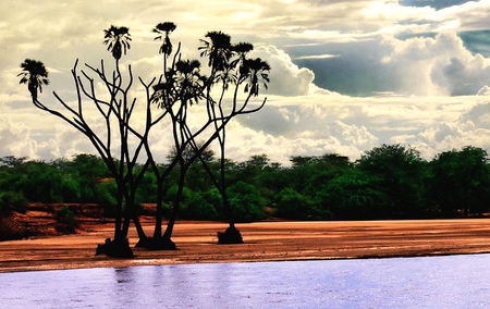 Exotic trees !! - trees, strange, beautiful, africa