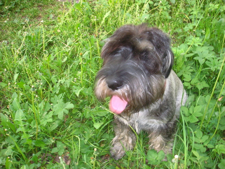 Young and green - schnauzer, dog, grass, green