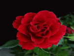 red_beauty