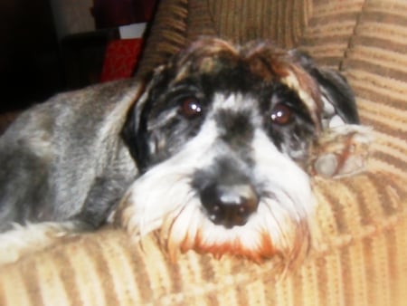 Dreaming of you - animal, schnauzer, dog, eyes