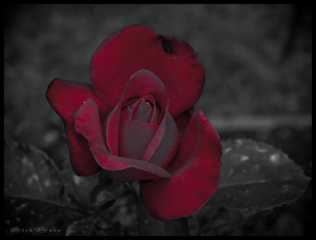 my_evil_rose - red, flower, nature, rose