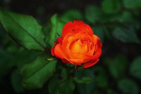 feuefolet - orange, flower, nature, rose