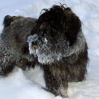 Frosty beard