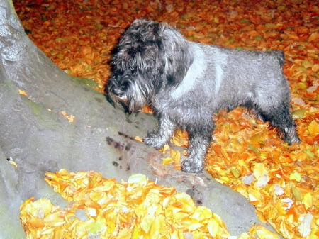 Huge paws! - schnauzer, dog, roots, autumn