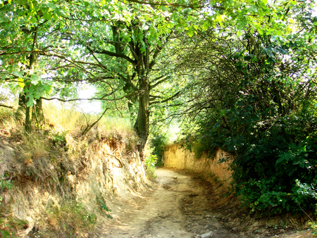 Ravine in Kazimierz, Poland - trees, ravine, summer, poland, kazimierz