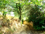 Ravine in Kazimierz, Poland