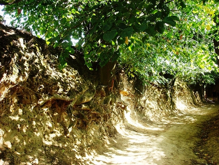 Ravine in Kazimierz, Poland - trees, kazimierz, summer, roots, poland, ravine