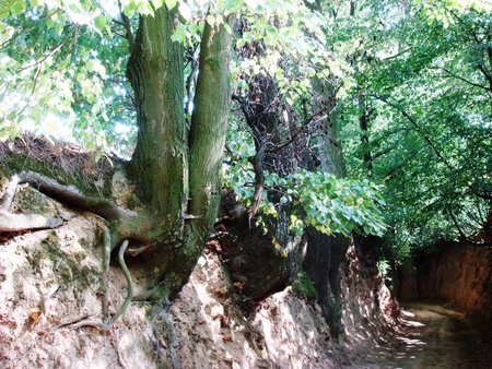 Ravine in Kazimierz, Poland - trees, kazimierz, summer, roots, poland, ravine