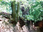 Ravine in Kazimierz, Poland