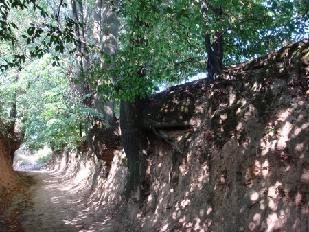 Ravine in Kazimierz, Poland - trees, ravine, summer, poland, roots, kazimierz