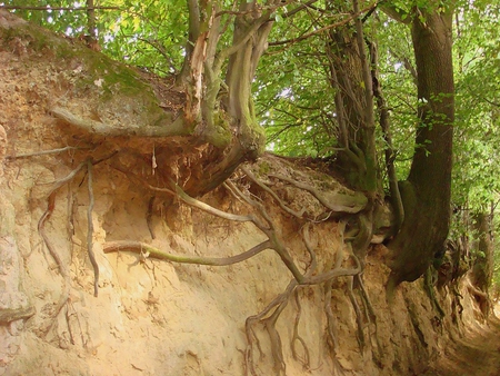 Ravine in Kazimierz, Poland - trees, ravine, summer, poland, roots, kazimierz