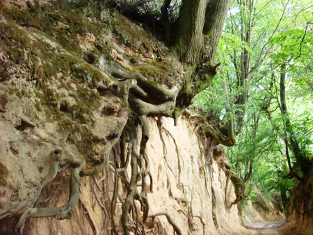 Ravine in Kazimierz, Poland - trees, ravine, summer, poland, roots, kazimierz