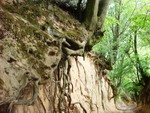 Ravine in Kazimierz, Poland