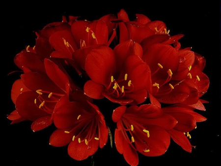 Red Flowers - flowers, stamen, petals, red