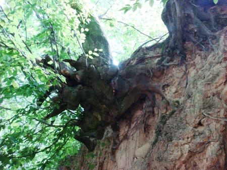 Ravine in Kazimierz, Poland - trees, kazimierz, summer, roots, poland, ravine