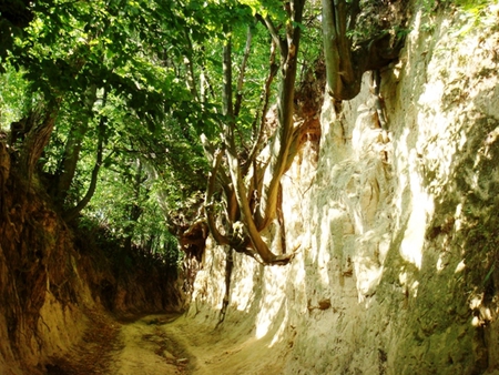 Ravine in Kazimierz, Poland - trees, ravine, summer, poland, roots, kazimierz