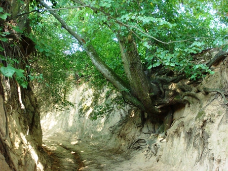 Ravine in Kazimierz, Poland - trees, ravine, summer, poland, roots, kazimierz