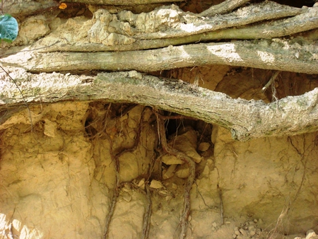 Ravine in Kazimierz, Poland - trees, kazimierz, summer, roots, poland, ravine