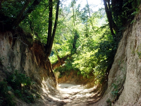 Ravine in Kazimierz, Poland - trees, kazimierz, summer, roots, poland, ravine