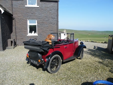 Going for a Ride - seven, classic, dog, austin, antique