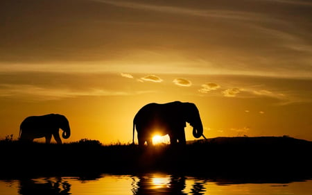 Silhouettes - elephants, sunset, nature, lake, silhouettes, reflection