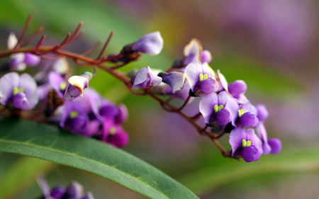 Orchid - nature, flowers, violet, orchid