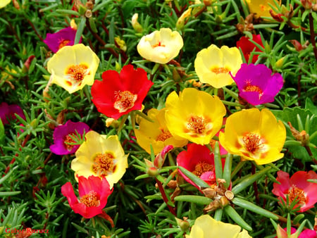 Portulaca - moss, mexican, flowers, rose